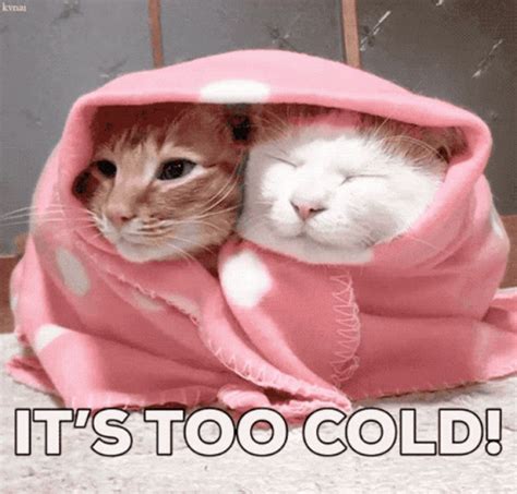 cold gifs|cold gif images.